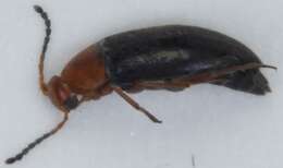 Слика од <i>Anaspis thoracica</i>