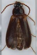 Image of <i>Mycetochara axillaris</i>