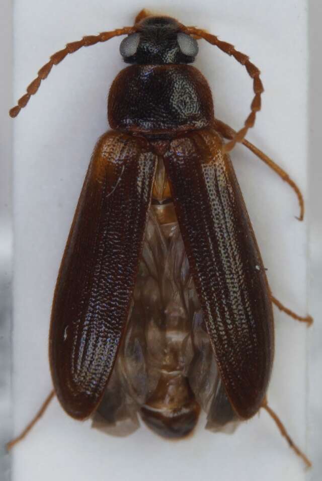 Image of <i>Mycetochara axillaris</i>