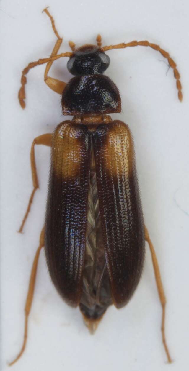 Image of <i>Mycetochara flavipes</i>