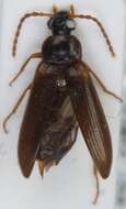 Image of <i>Mycetochara axillaris</i>