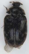 Image of Glabrous Cabinet Beetle