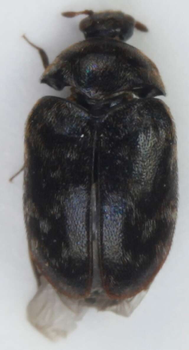 Image of Glabrous Cabinet Beetle