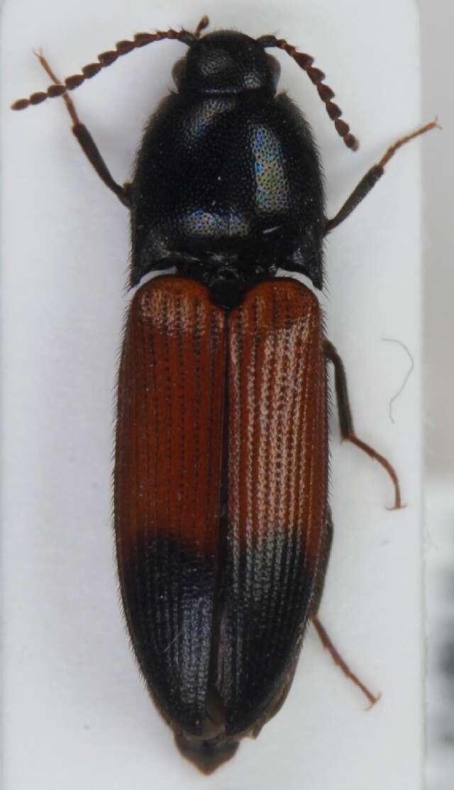 Imagem de <i>Ampedus balteatus</i>