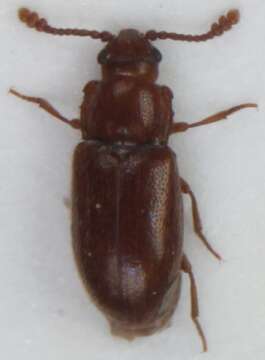 Image of <i>Cryptophagus confusus</i>