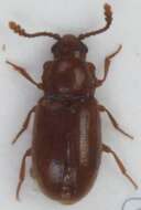 Image of <i>Cryptophagus confusus</i>