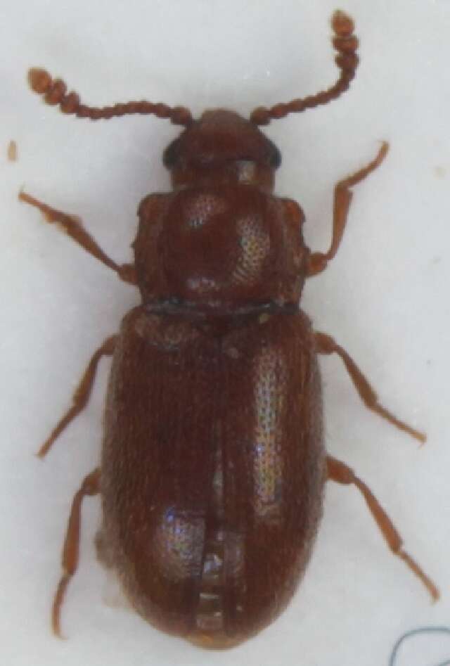 Image of <i>Cryptophagus confusus</i>