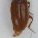 Image of <i>Cryptophagus quercinus</i>