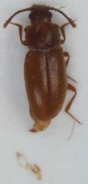 Image of <i>Cryptophagus quercinus</i>