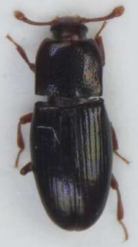 Image of <i>Cerylon histeroides</i>