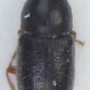 Image of <i>Sulcacis nitidus</i>