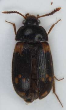 Image of <i>Mycetophagus decempunctatus</i>