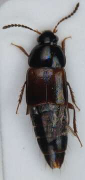 Image of Tachinus (Tachinus) basalis Erichson 1839