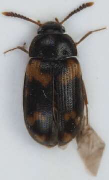 Image of <i>Mycetophagus decempunctatus</i>