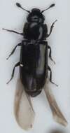 Image of European Bark Beetle Predator