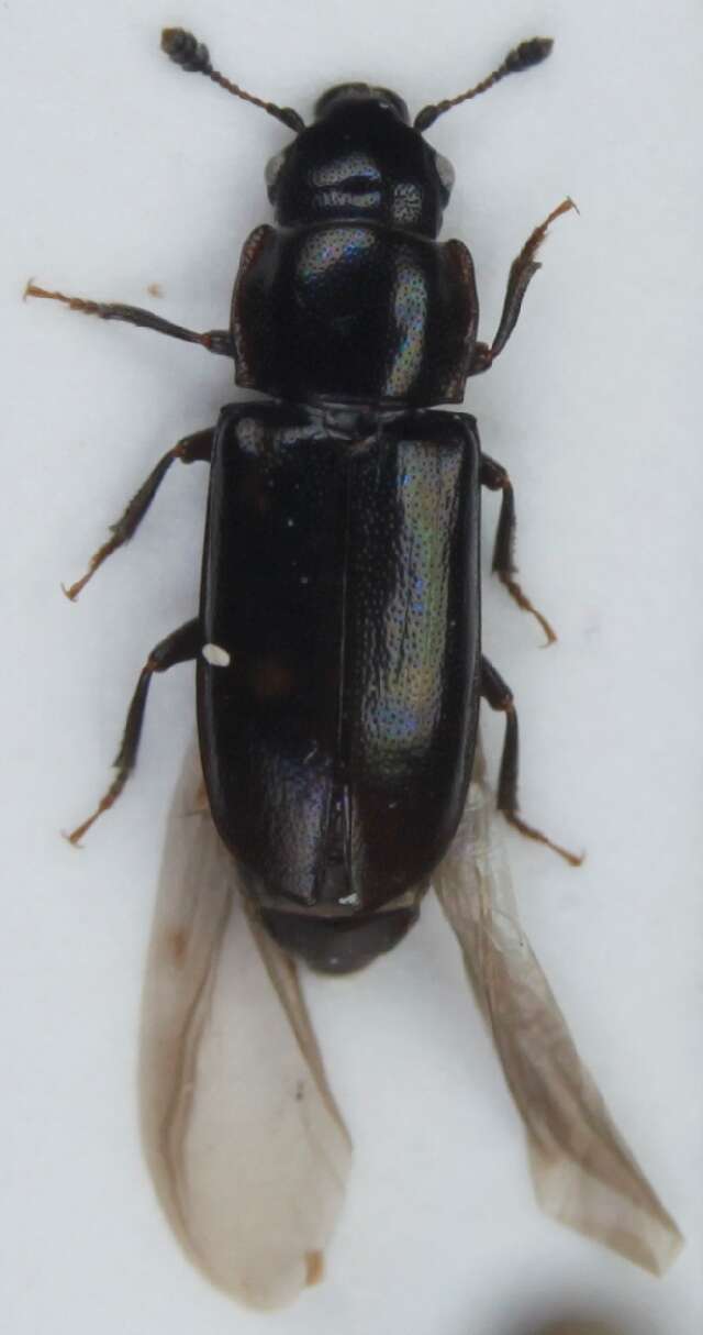 Image of European Bark Beetle Predator