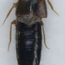 Image of Atheta (Alaobia) pandionis Scheerpeltz 1958