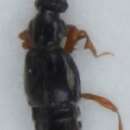 Image of Bibloporus (Bibloporus) minutus Raffray 1915