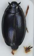 صورة Gyrinus opacus Sahlberg 1817