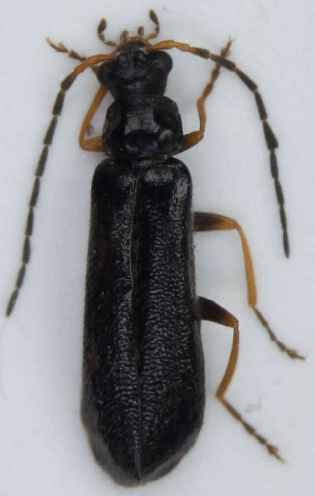 Image of <i>Rhagonycha atra</i>