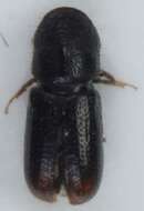 Image of Two-toothed pine beetle