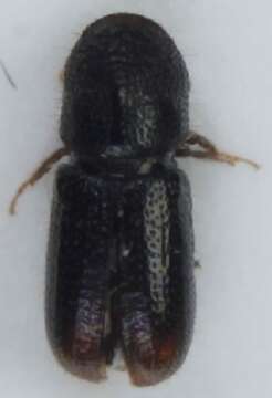 Image of Two-toothed pine beetle