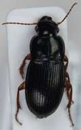 Image of Harpalus (Harpalus) latus (Linnaeus 1758)