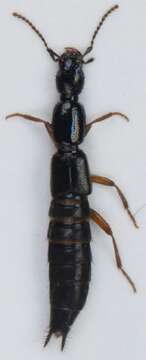 Image of Rove beetle