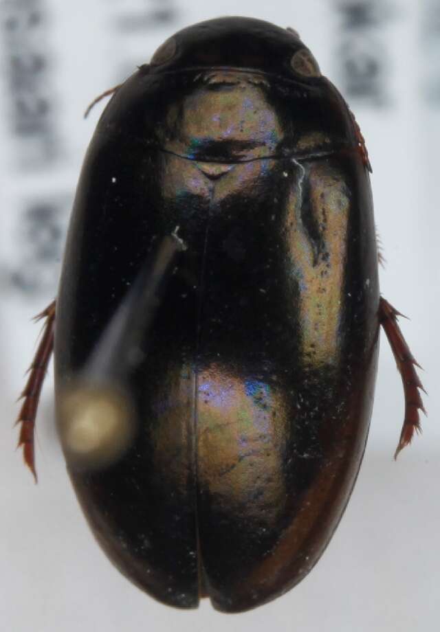 Image of Ilybius chalconatus (Panzer 1796)