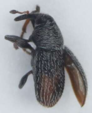 Image of Mecinus pascuorum Caldara 2001