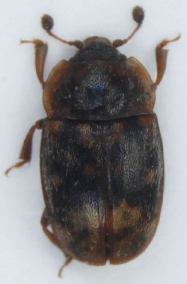 Image of Sap-feeding beetle