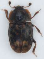 Image of Sap-feeding beetle