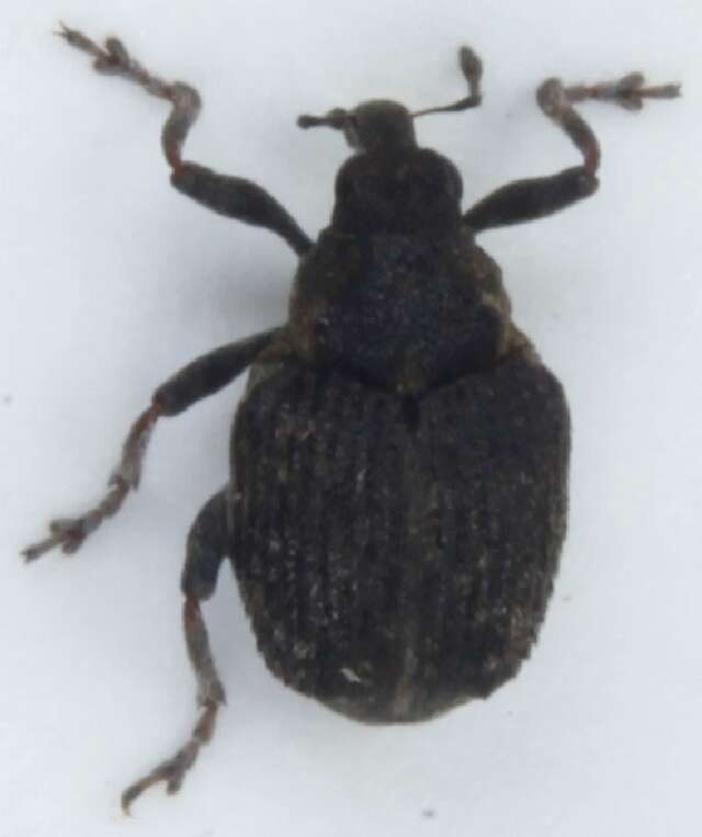 Image of Pelenomus quadrituberculatus