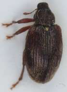 Image of Jumping weevil