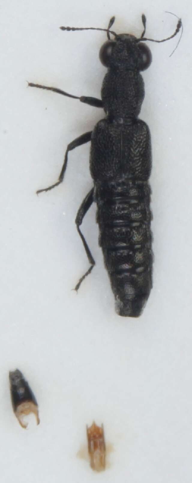 Слика од Stenus (Stenus) melanarius Stephens 1833