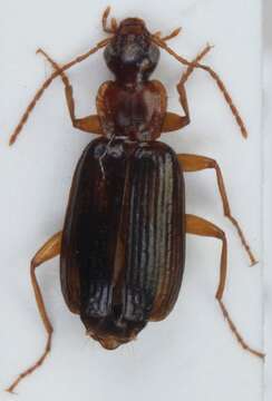 Image of Dromius (Dromius) agilis (Fabricius 1787)