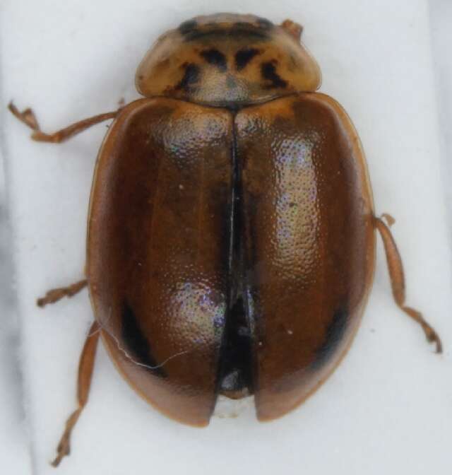 Image of Aphidecta