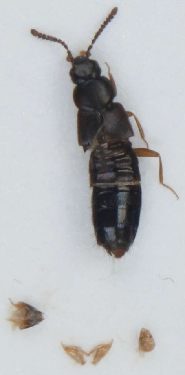 Image of <i>Atheta myrmecobia</i>