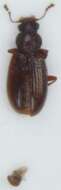 Image of <i>Corticaria polypori</i>