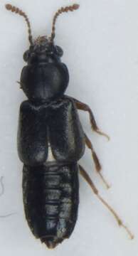 Image of Bledius (Astycops) subterraneus Erichson 1839