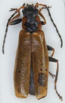 Image of <i>Rhagonycha nigriventris</i>