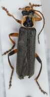 Imagem de <i>Cantharis nigricans</i>