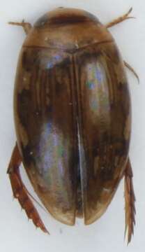 Image of Laccophilus minutus (Linnaeus 1758)