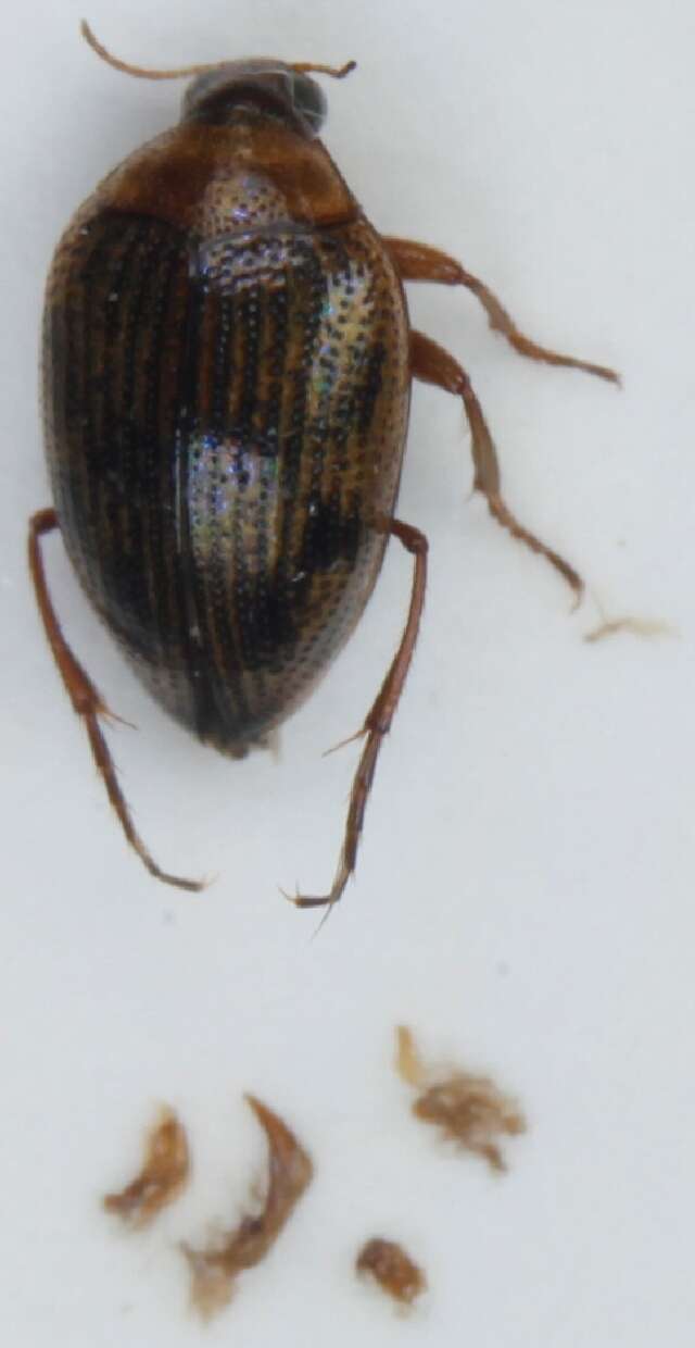 <i>Haliplus ruficollis</i> resmi