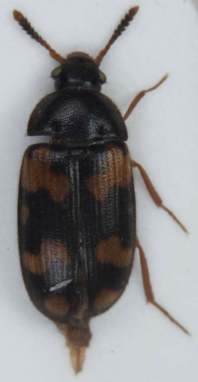 Image of <i>Mycetophagus piceus</i>