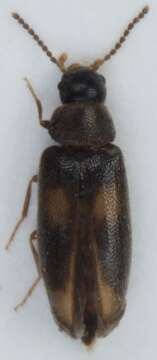 Image of <i>Abdera triguttata</i>