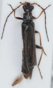 Image of <i>Rhagonycha elongata</i>