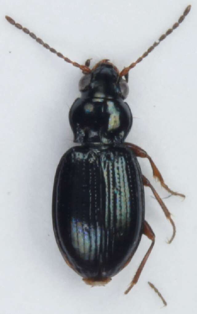 Bembidion (Semicampa) schueppelii Dejean 1831的圖片