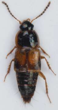 Image of Tachinus (Tachinus) marginatus (Fabricius 1792)