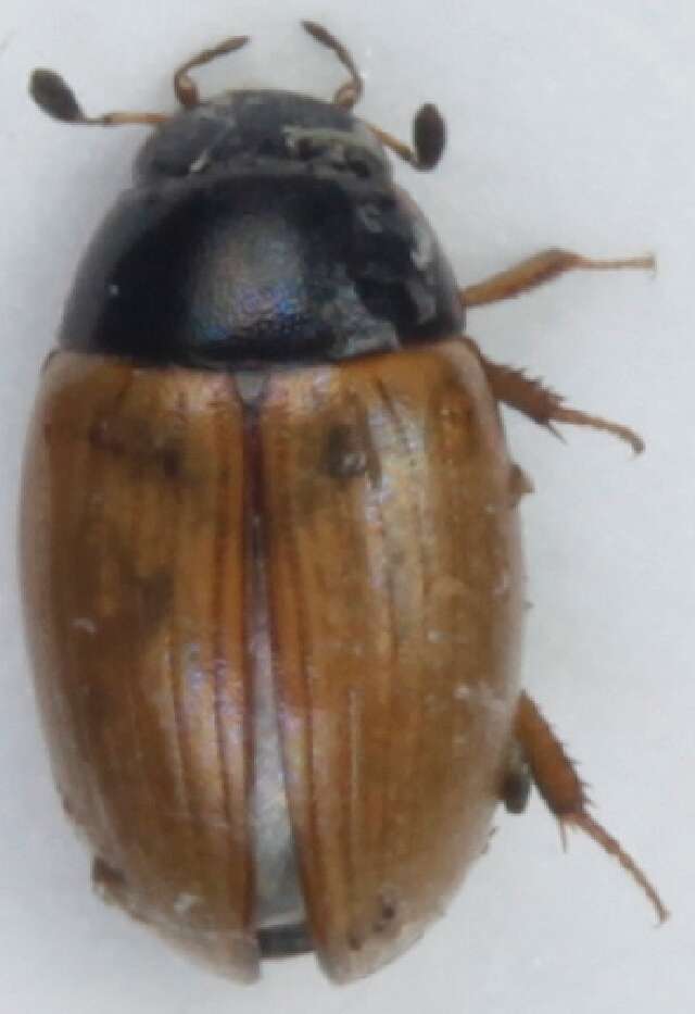 Image of Water scavenger beetle